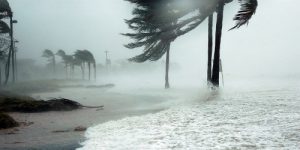 Palmen und Meeresbrandung im Sturm